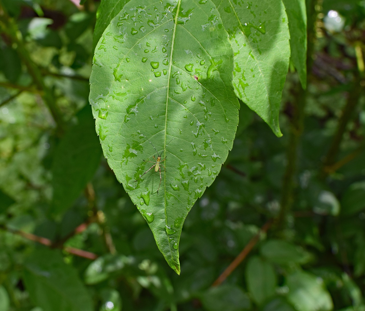 Katidid Nimfa Drėgno Lapo, Katydid, Krūmų Kriketas, Vabzdys, Gyvūnas, Fauna, Lapai, Lapija, Drėgna Lietaus, Šlapias