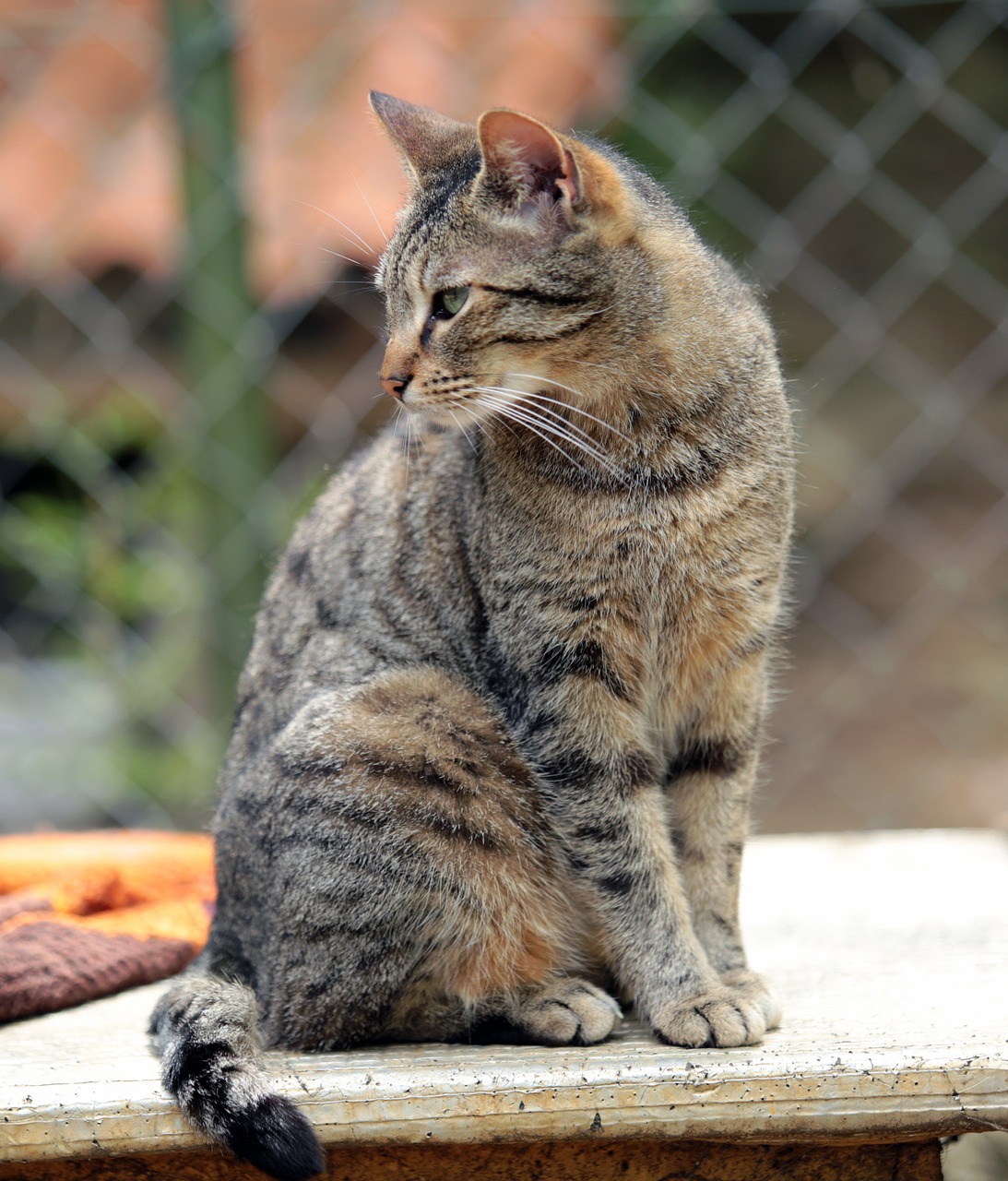 Katze, Hauskatze, Katė, Gyvūnas, Augintiniai, Naminis Gyvūnas, Kačių, Pilka Smėlio Spalva, Tabby, Getigerte