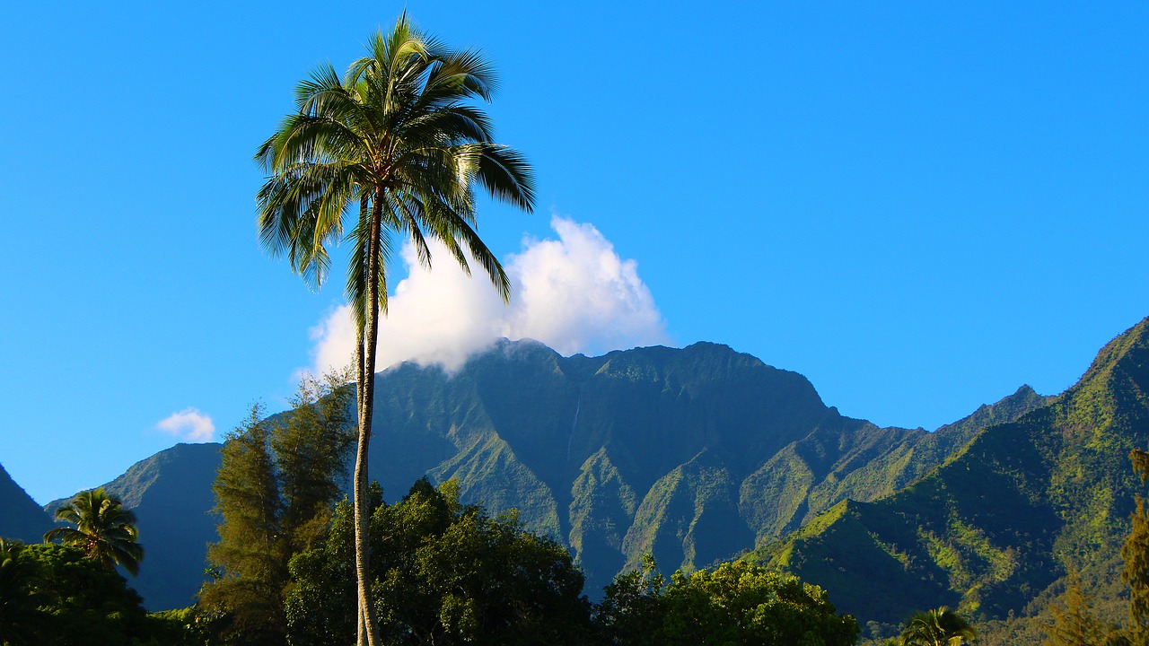 Kauai,  Havajai,  Hanalei,  Hanalei Bay,  Napali,  Pobūdį,  Kalnų,  Dangus,  Kelionė,  Medis
