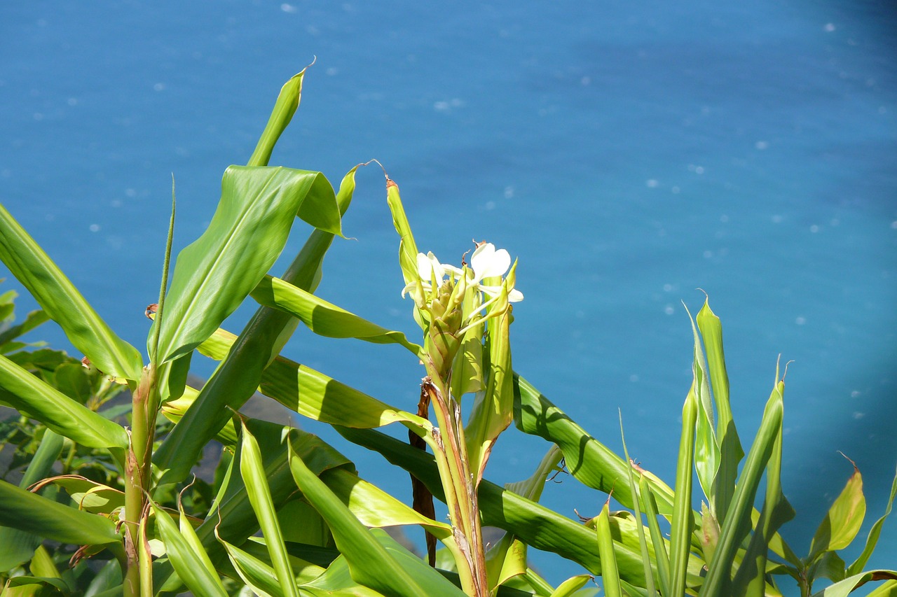 Kauai, Hawaii, Sala, Gamta, Vaizdas, Nawiliwili, Krantas, Gėlės, Vandenynas, Jūra