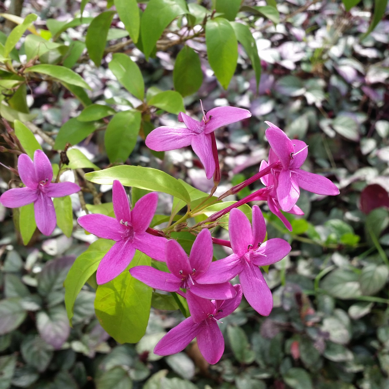 Kauai Gėlės, Hawaii, Tropinės Gėlės, Kauai, Atogrąžų, Gėlė, Lauke, Turizmas, Havajų Kalba, Plumeria