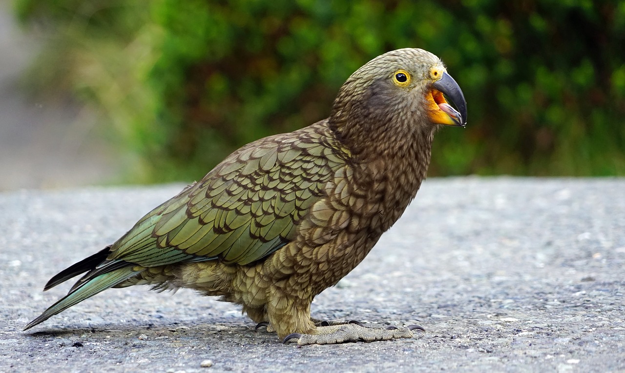 Kea, Kalnų Papūga, Įžūlus, Naujoji Zelandija, Highlands, Papūga, Nemokamos Nuotraukos,  Nemokama Licenzija