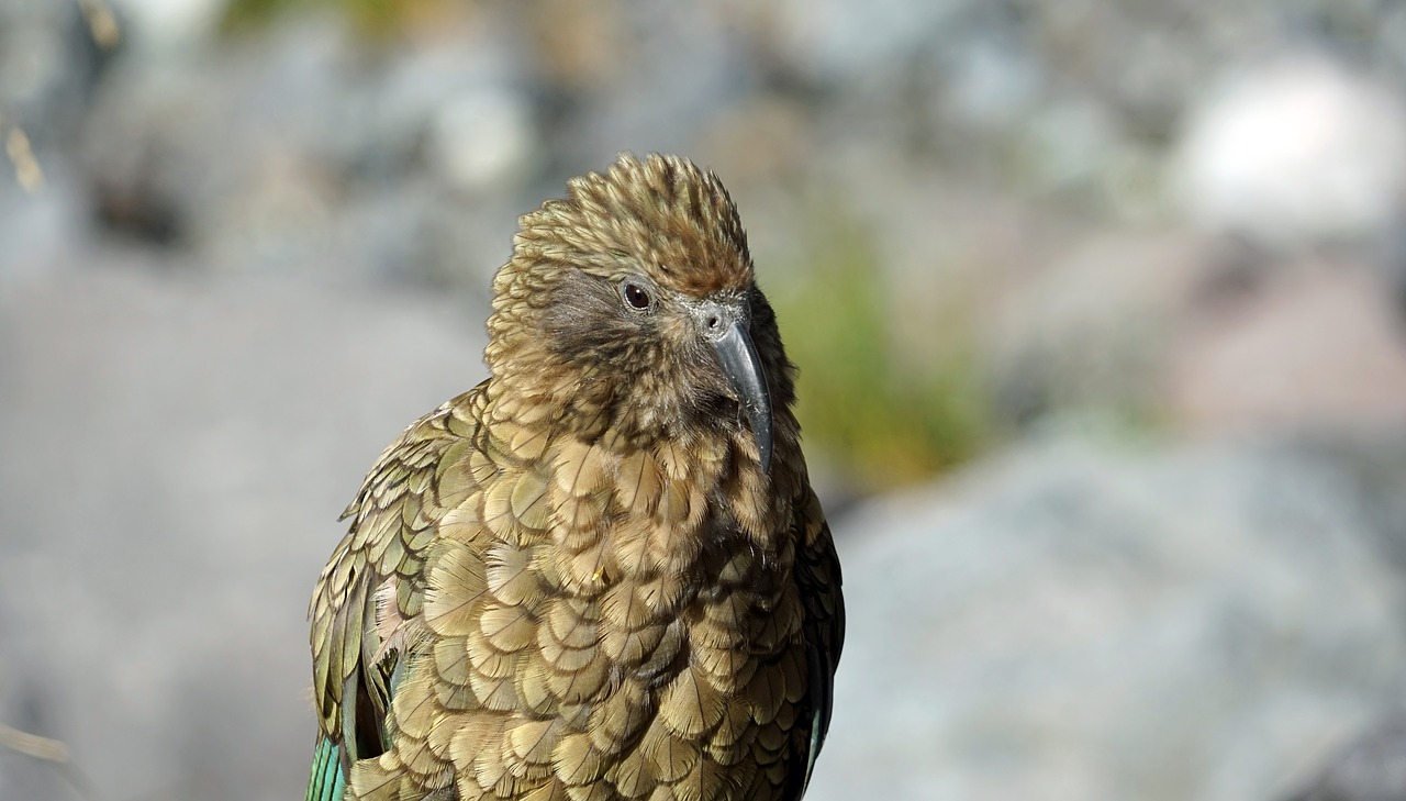 Kea, Galva, Kalnų Papūga, Papūga, Plumėjimas, Naujoji Zelandija, Nemokamos Nuotraukos,  Nemokama Licenzija