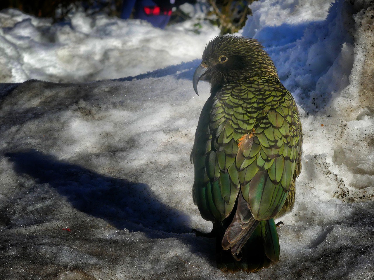 Kea,  Naujoji Zelandija,  Paukštis,  Parrot,  Pobūdį,  Plunksnos,  Gyvūnijos Pasaulyje,  Kalnų Papūga,  Kalnai,  Turizmas