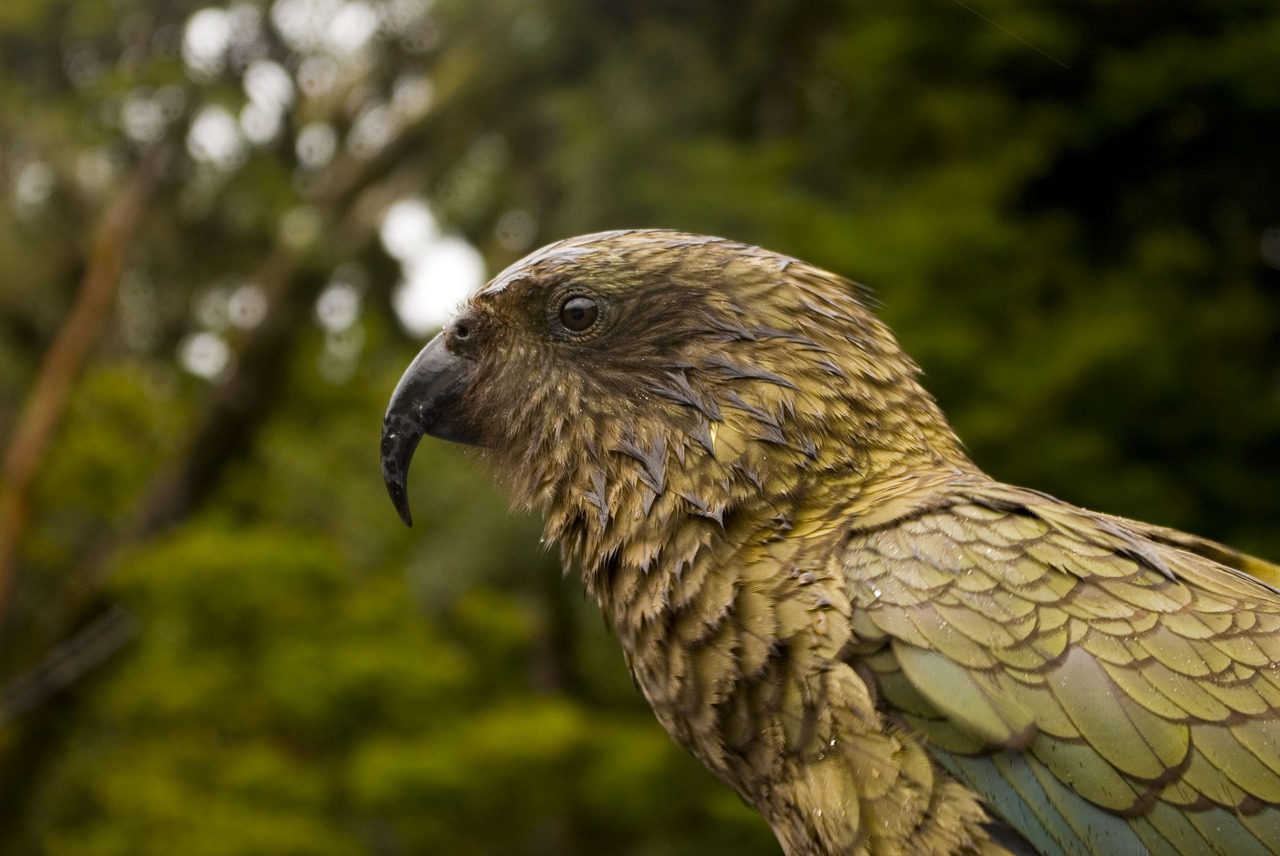 Keo Papūga, Kea, Papūga, Nemokamos Nuotraukos,  Nemokama Licenzija