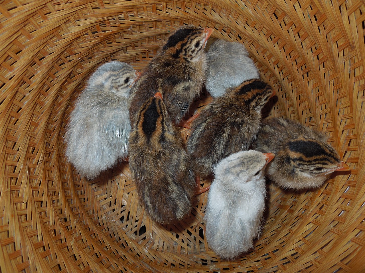 Keets, Gvinėjos, Marihuana, Naminiai Paukščiai, Viščiukai, Perlinės Vištos, Paukščiai, Paukštis, Plunksna, Guineafowl