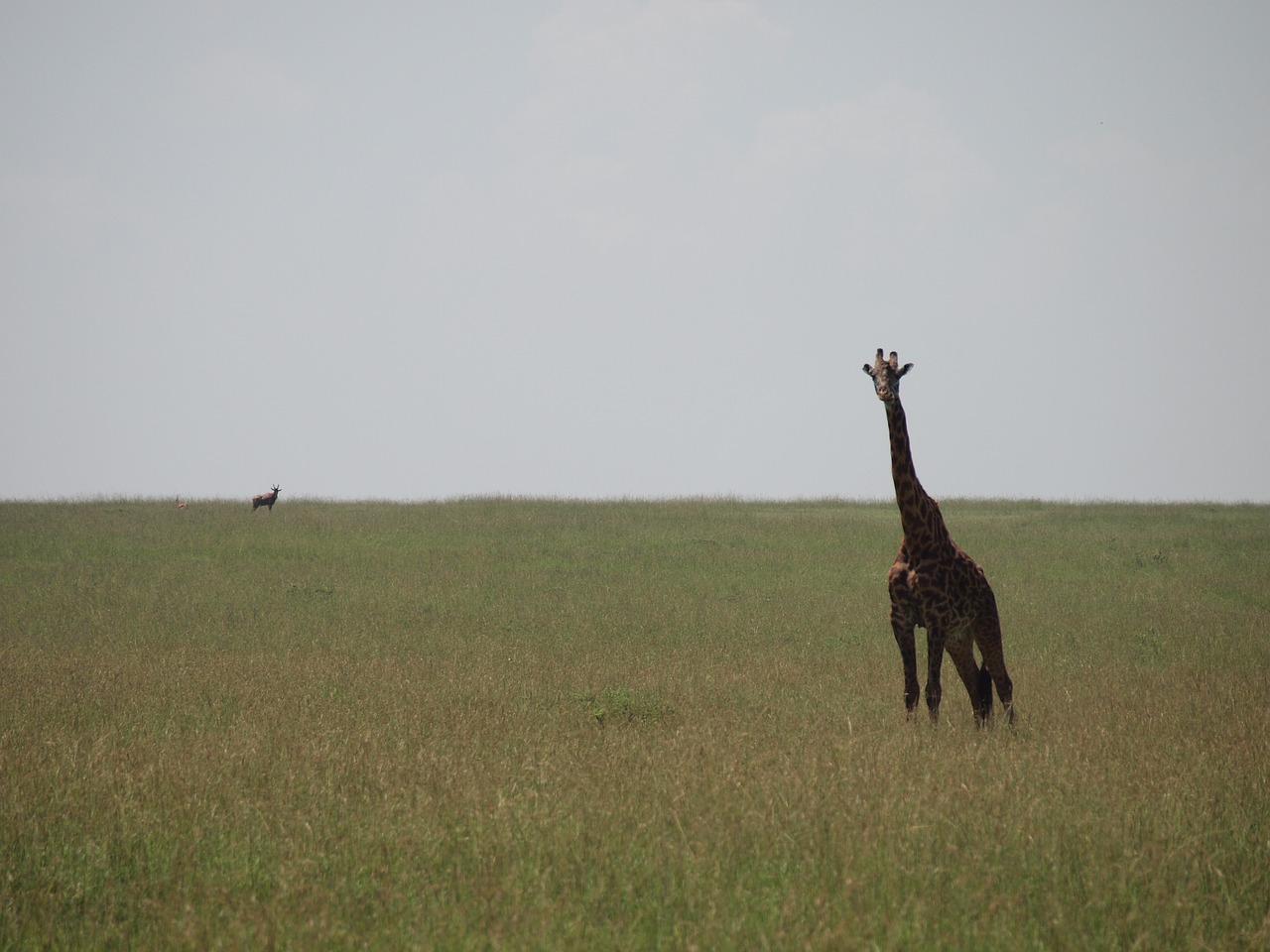 Kenya, Žirafa, Laukiniai Gyvūnai, Nemokamos Nuotraukos,  Nemokama Licenzija