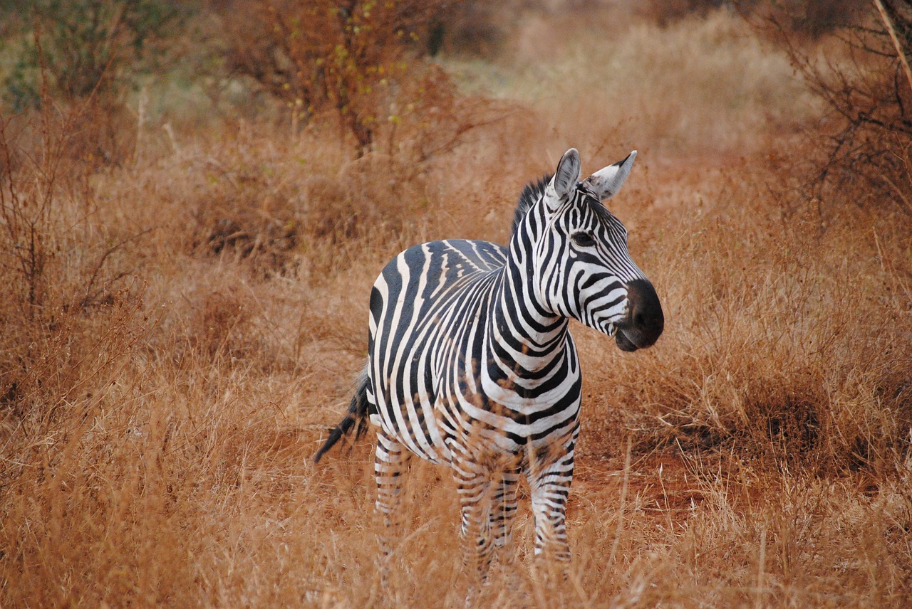 Kenya, Afrika, Safari, Zebra, Tsavo, Nacionalinis Parkas, Gamta, Nemokamos Nuotraukos,  Nemokama Licenzija