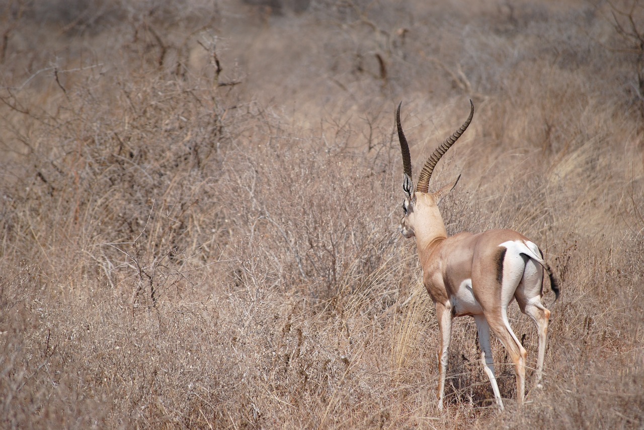 Kenya, Afrika, Safari, Spyruoklė, Antilopė, Nacionalinis Parkas, Gamta, Nemokamos Nuotraukos,  Nemokama Licenzija