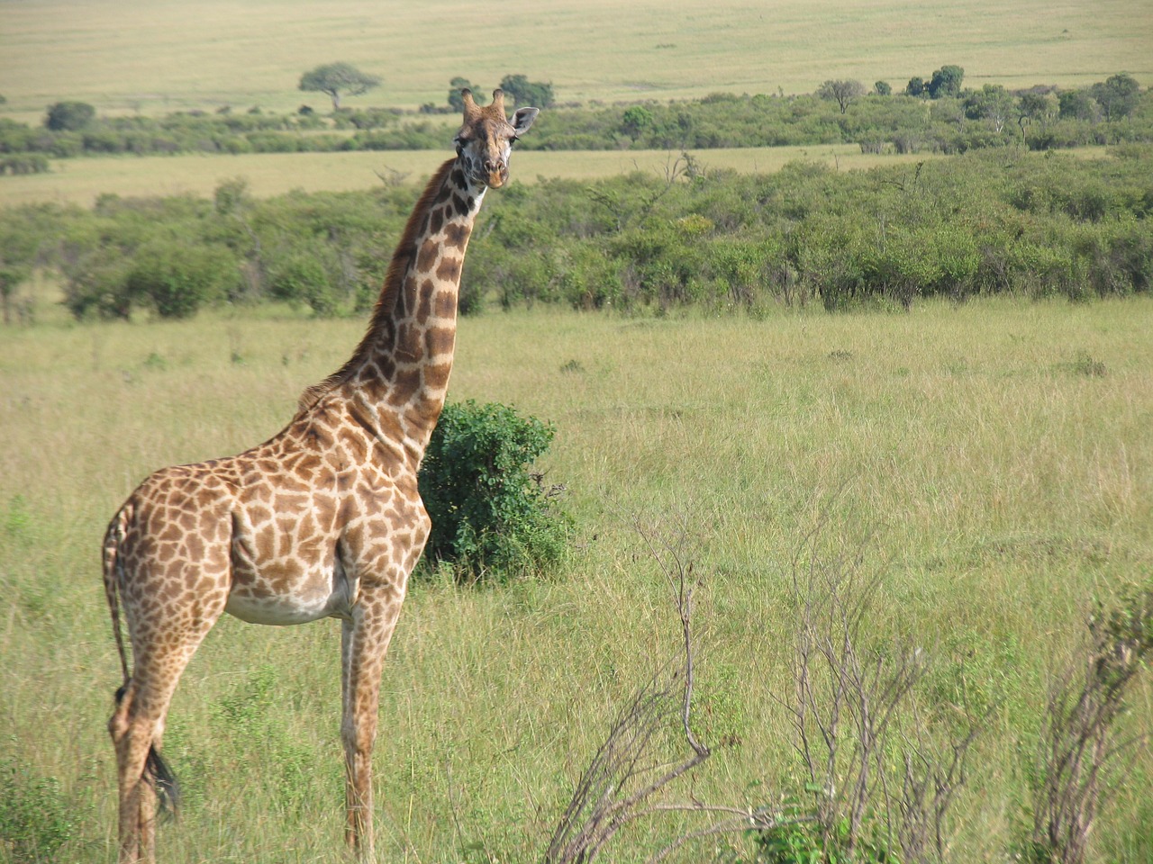 Kenya, Žirafa, Maasai-Mara, Nemokamos Nuotraukos,  Nemokama Licenzija