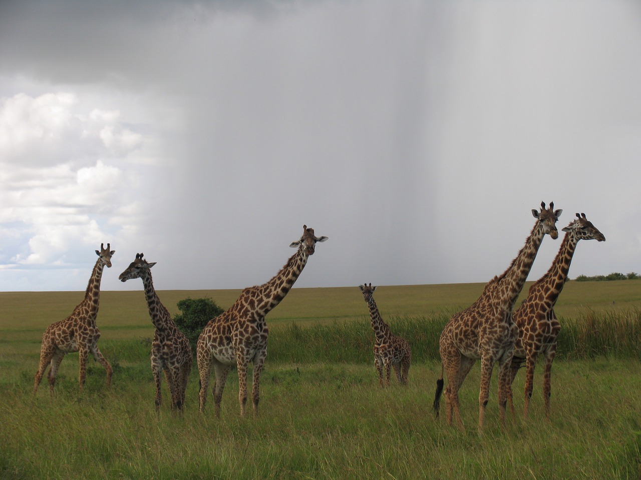 Kenya, Maasai-Mara, Žirafos, Nemokamos Nuotraukos,  Nemokama Licenzija