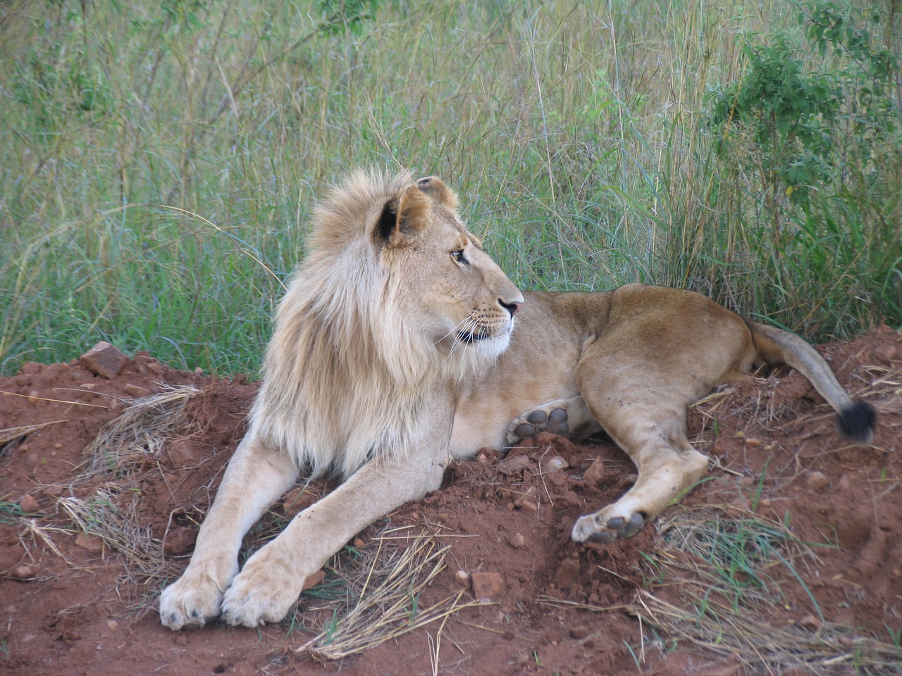 Kenya, Maasai-Mara, Liūtas, Nemokamos Nuotraukos,  Nemokama Licenzija