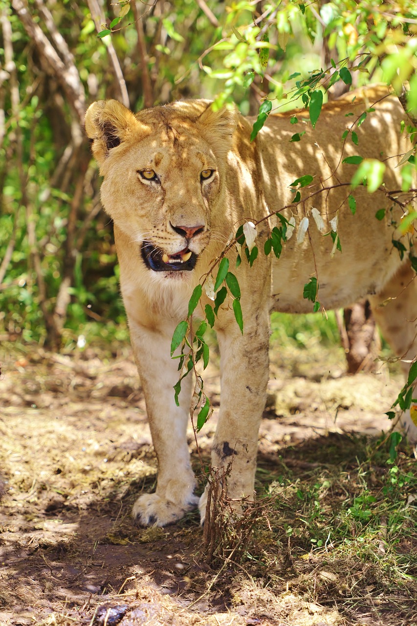 Kenya, Liūto Portretas, Liūtas, Safari, Nemokamos Nuotraukos,  Nemokama Licenzija