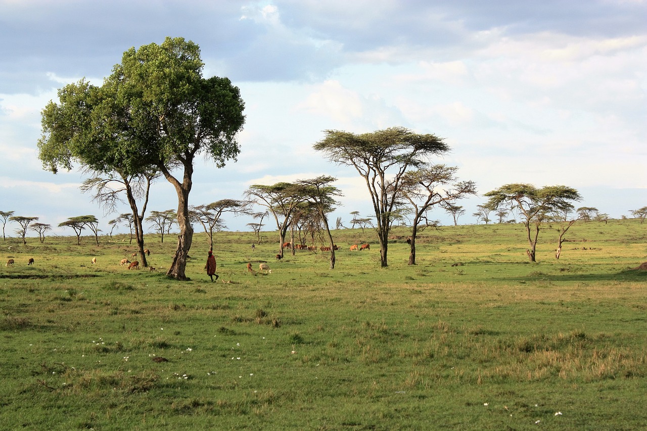 Kenya, Savana, Safari, Nemokamos Nuotraukos,  Nemokama Licenzija