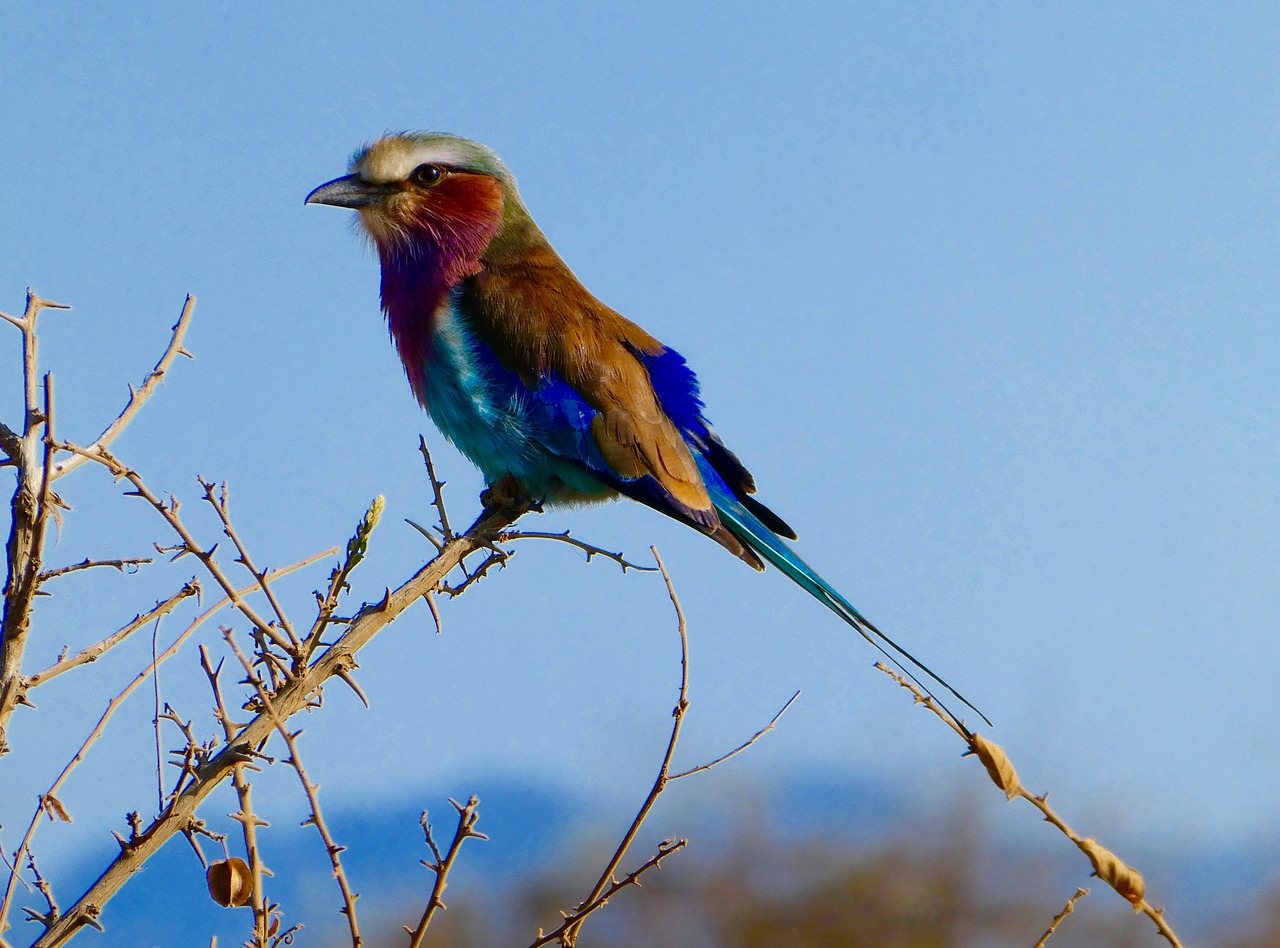 Kenya, Paukštis, Tsavo Vakarai, Nemokamos Nuotraukos,  Nemokama Licenzija