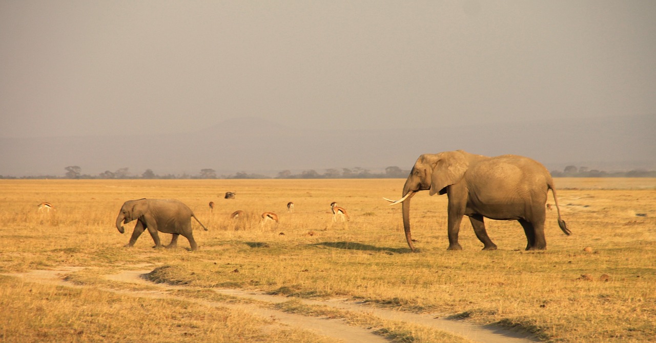 Kenya, Dramblys, Amboseli, Nemokamos Nuotraukos,  Nemokama Licenzija