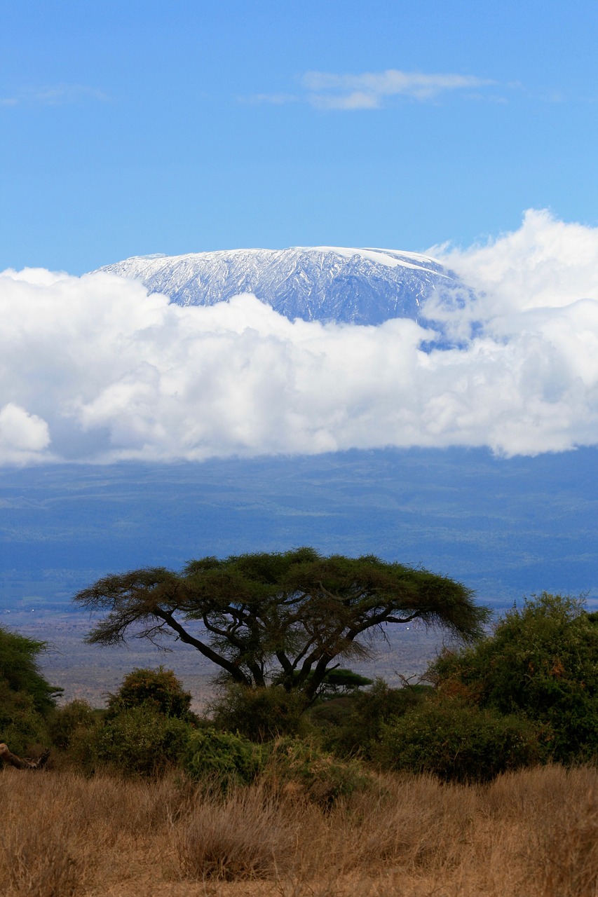 Kenya, Safari, Medis, Gamta, Kalnai, Kilimandžaras, Nemokamos Nuotraukos,  Nemokama Licenzija