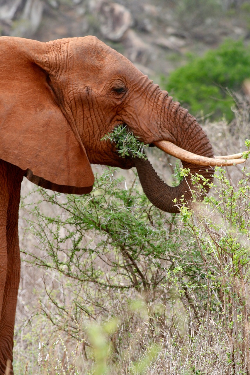 Kenya, Safari, Dramblys, Maistas, Gamta, Laukiniai, Gyvūnai, Nemokamos Nuotraukos,  Nemokama Licenzija