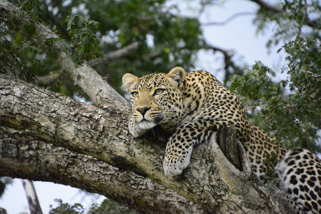 Kenya, Leopardas, Medis, Afrika, Safari, Gyvūnas, Laukiniai, Katė, Nemokamos Nuotraukos,  Nemokama Licenzija