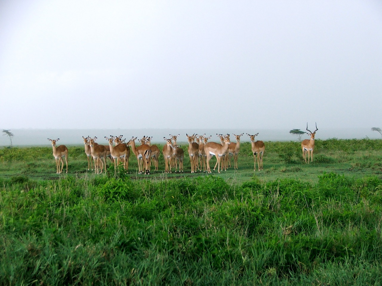 Kenya, Žaidimas, Bandas, Safari, Afrika, Parkas, Laukiniai, Laukinė Gamta, Gyvūnas, Nacionalinis