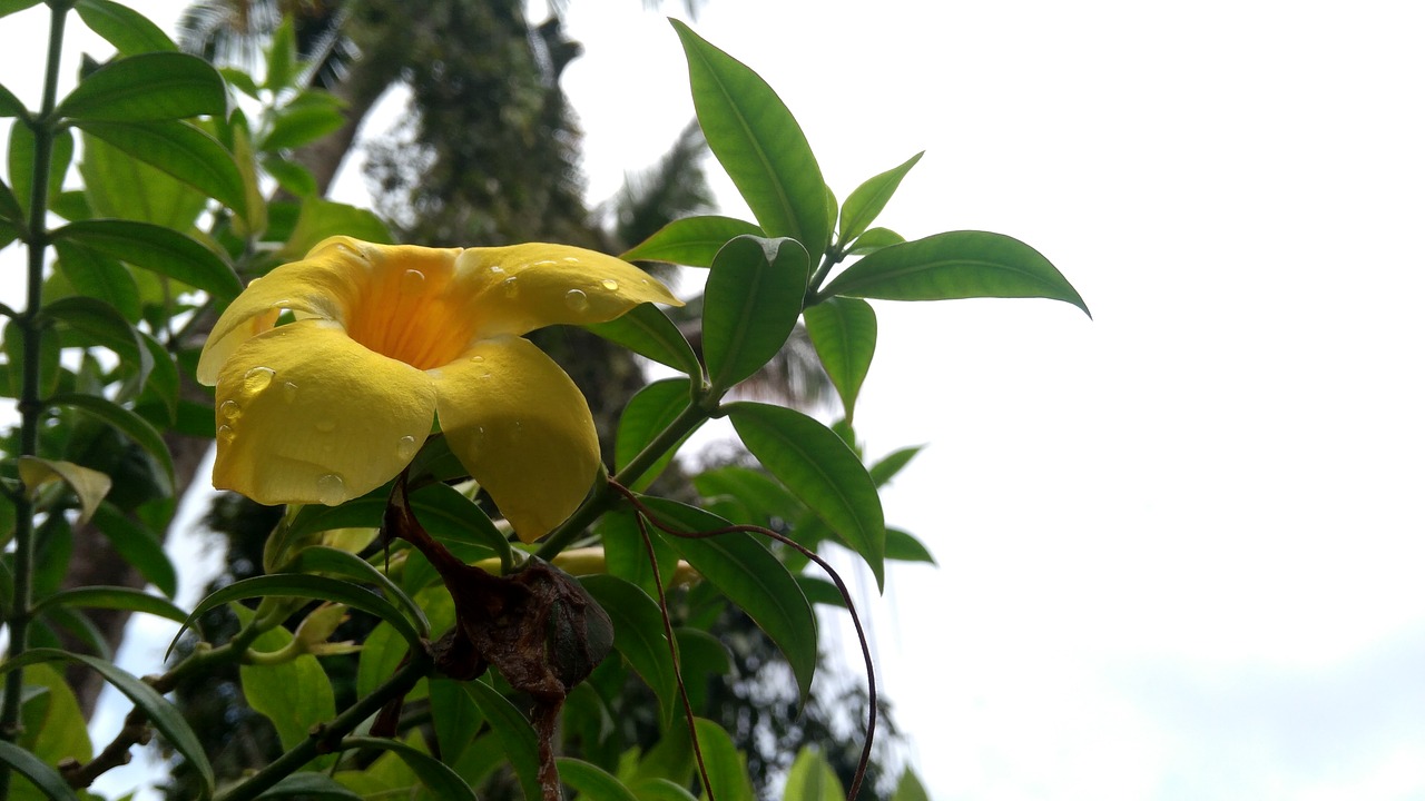Kerala, Geltona, Gėlė, Nemokamos Nuotraukos,  Nemokama Licenzija