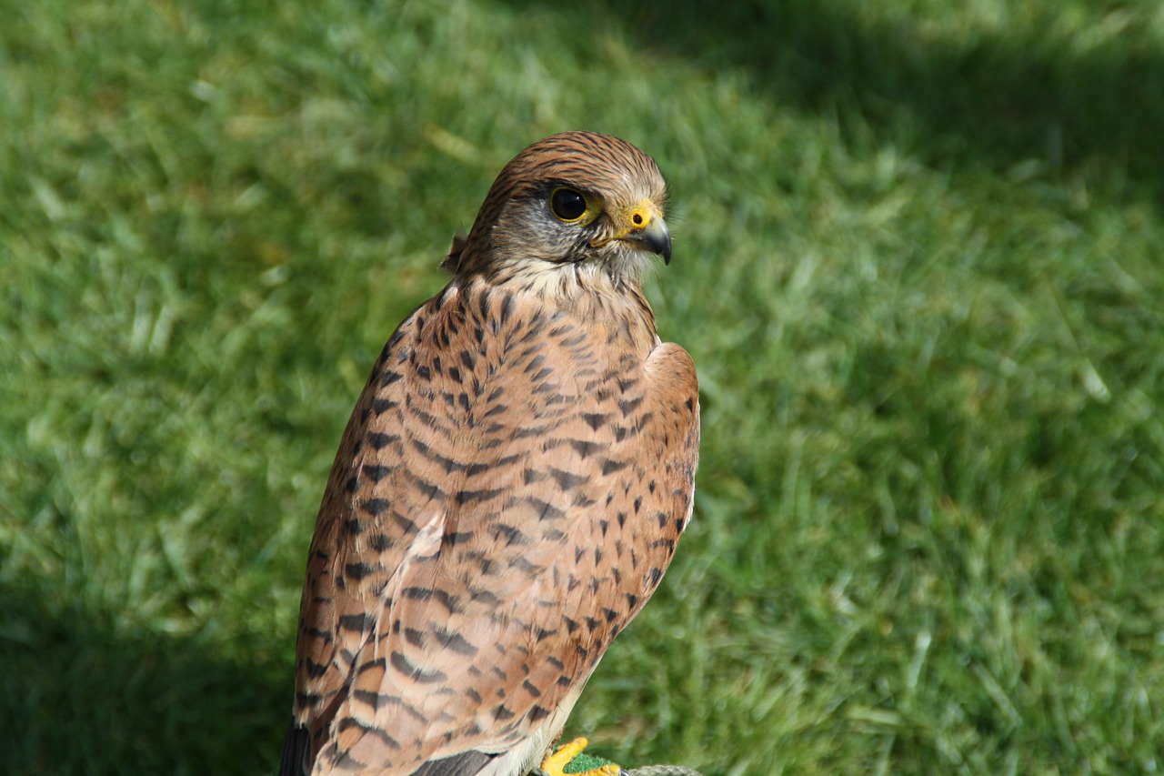 Kestrelis, Falcon, Paukštis, Laukinis Gyvūnas, Plėšrusis Paukštis, Gamta, Raptoras, Gyvūnų Pasaulis, Medžiotojas, Plėšrūnas