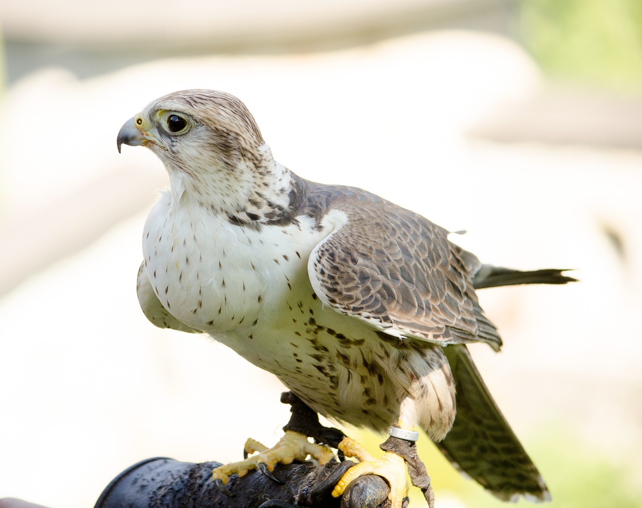 Kestrelis, Falcon, Salkūnai, Plėšrusis Paukštis, Paukštis, Raptoras, Falkner, Nemokamos Nuotraukos,  Nemokama Licenzija