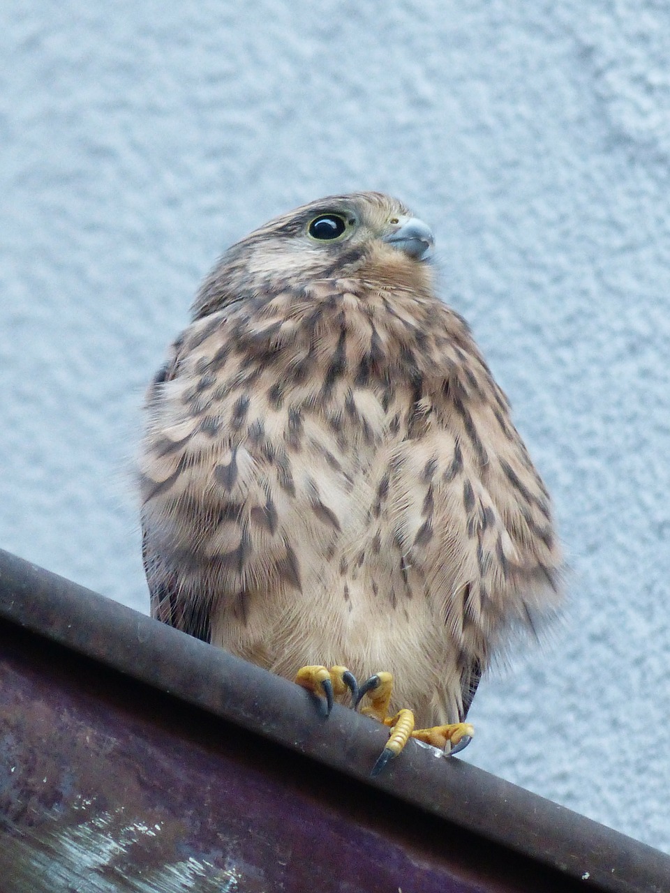 Kestrelis, Falcon, Jaunas Gyvūnas, Falco Tinnunculus, Raptoras, Jaunas Paukštis, Paukštis, Sąskaitą, Kabliukas, Plumėjimas