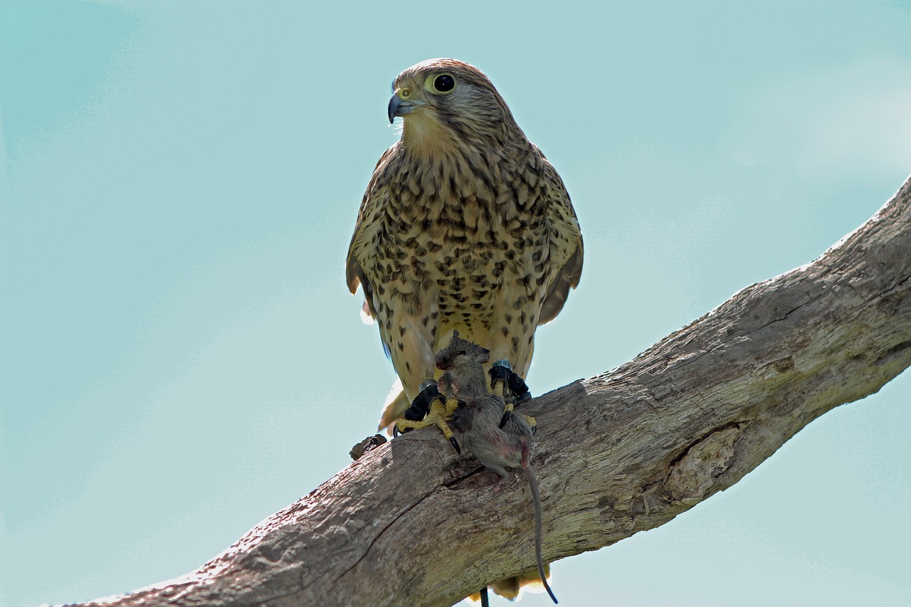 Kestrelis, Plėšrusis Paukštis, Paukštis, Gamta, Laukinė Gamta, Grobis, Laukiniai, Plunksna, Sparnas, Raptoras