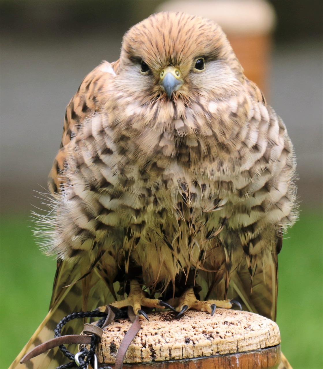 Kestrelis, Plėšrusis Paukštis, Paukštis, Gamta, Laukinė Gamta, Grobis, Laukiniai, Plunksna, Raptoras, Plėšrūnas