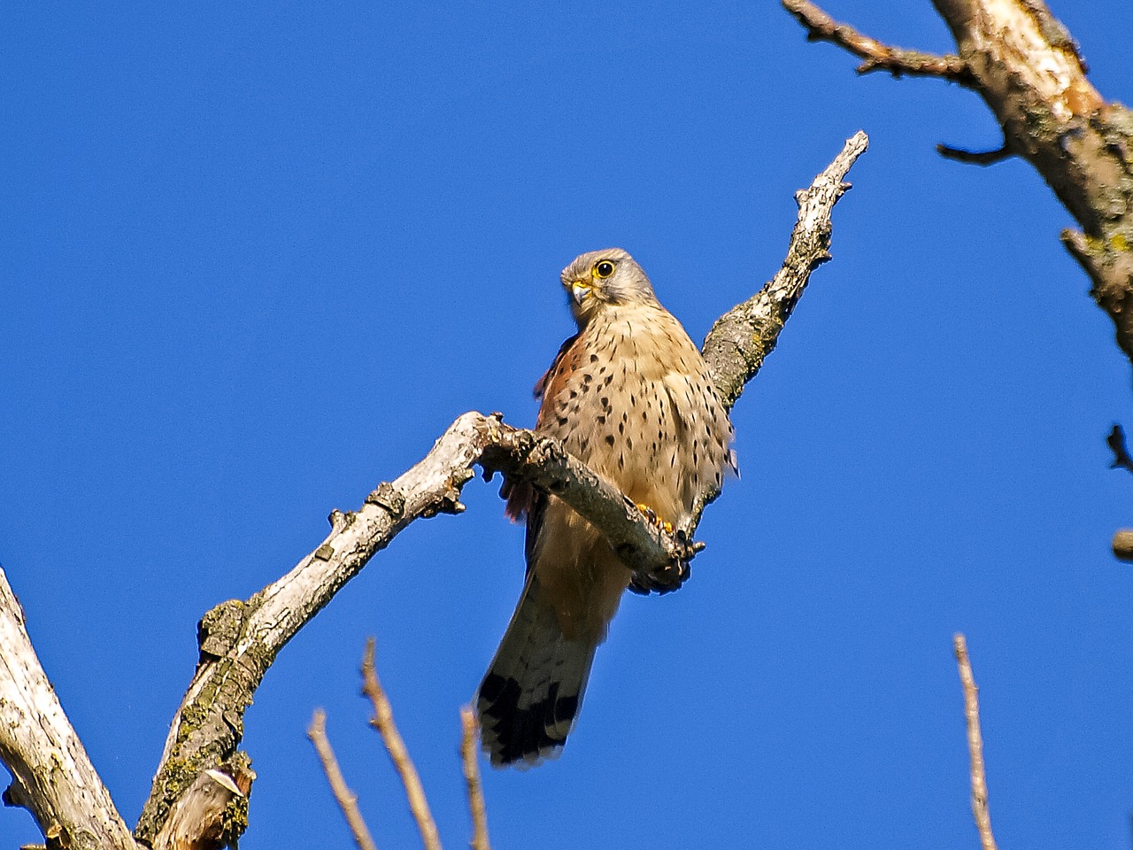 Kestrelis, Falcon, Raptoras, Paukštis, Gamta, Gyvūnas, Nemokamos Nuotraukos,  Nemokama Licenzija