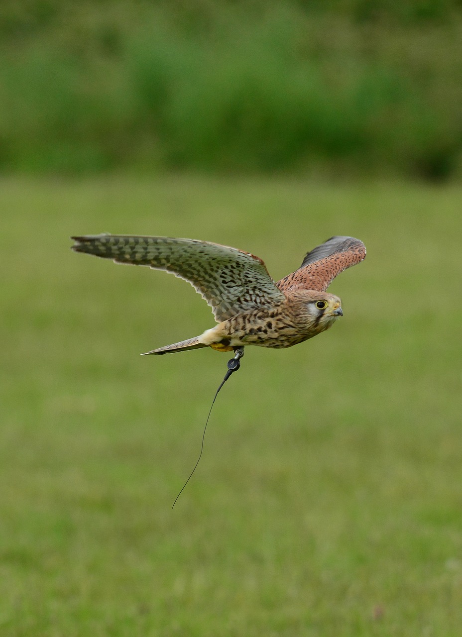 Kestrel,  Hawk,  Paukštis,  Laukinių,  Gyvūnijos,  Snapas,  Predator,  Hunter,  Plunksna,  Raptor