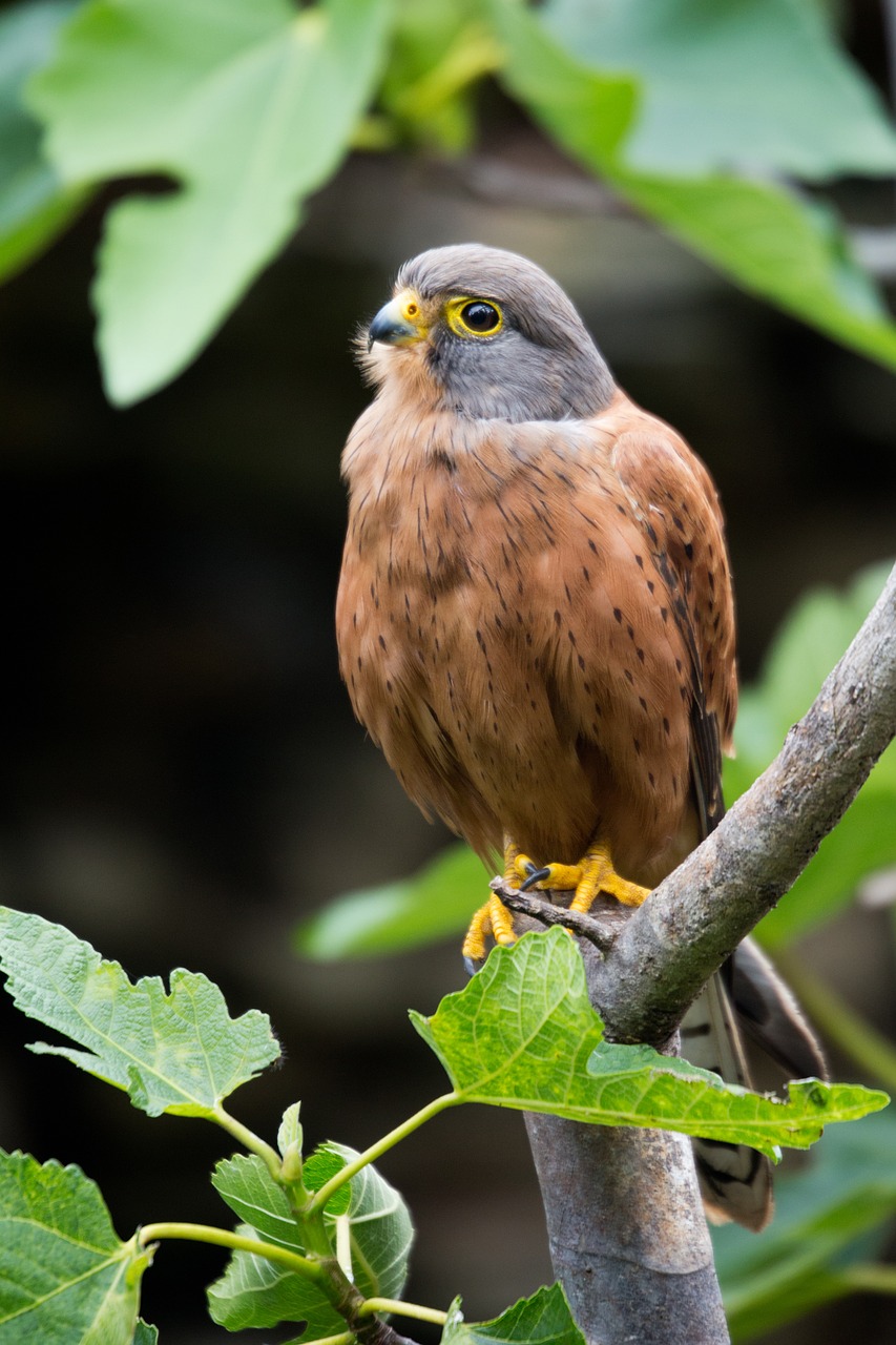 Kestrelis, Vanagas, Plumėjimas, Plunksnos, Raptoras, Sustingęs, Gamta, Nemokamos Nuotraukos,  Nemokama Licenzija