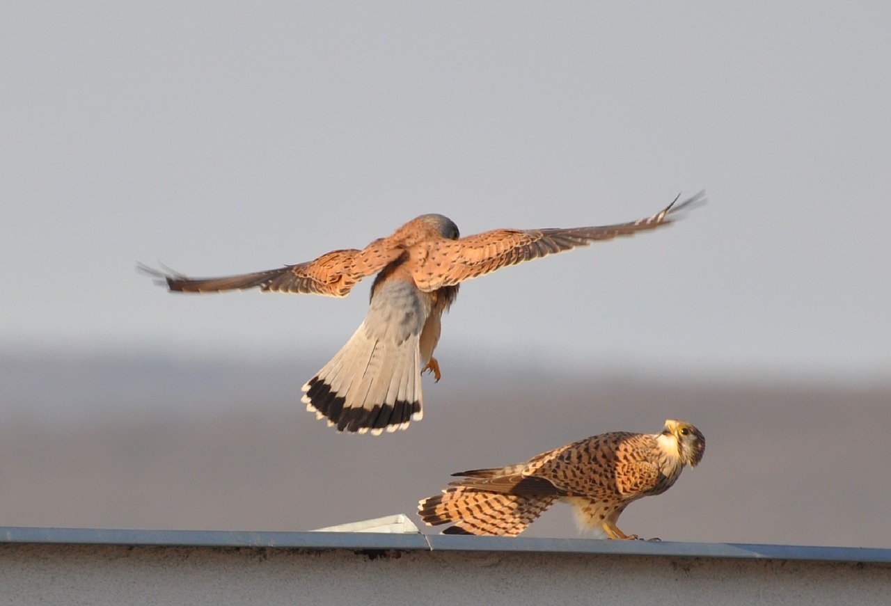 Kestrels, Paukščiai, Laukinė Gamta, Plėšrūnai, Jaunas, Gamta, Portretas, Raptoras, Соколы, Laukiniai