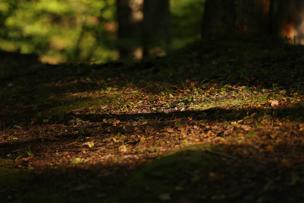 Kettunen Centras, Tustin, Michiganas, Purvas, Takas, Magiškas Namas, Dappled Light, Miškas, Nemokamos Nuotraukos,  Nemokama Licenzija