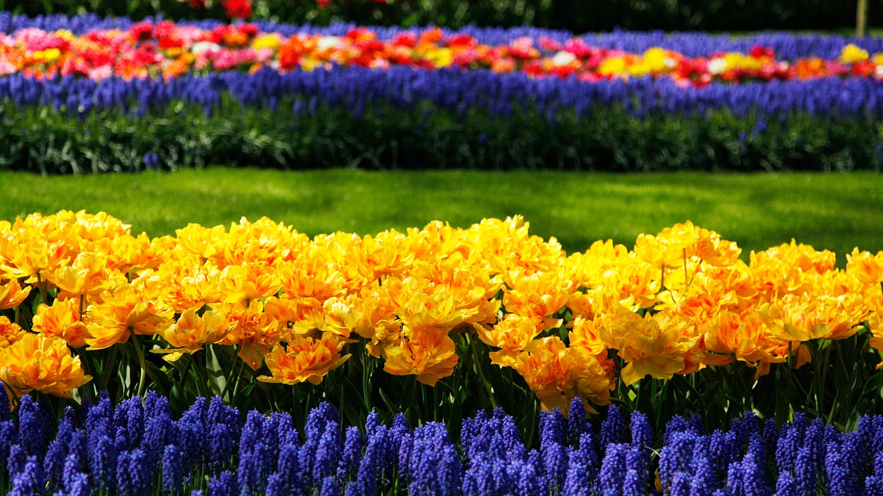 Keukenhof, Gėlės, Gėlių Laukas, Tulpės, Nemokamos Nuotraukos,  Nemokama Licenzija