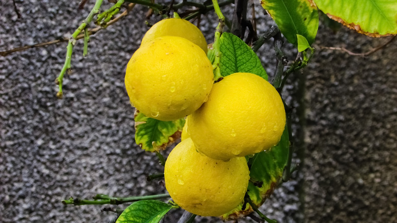 Pagrindinė Kalkė, Citrusiniai, Kalkės, Vaisiai, Šviežias, Sultingas, Sveikas, Ekologiškas, Gamta, Sodas