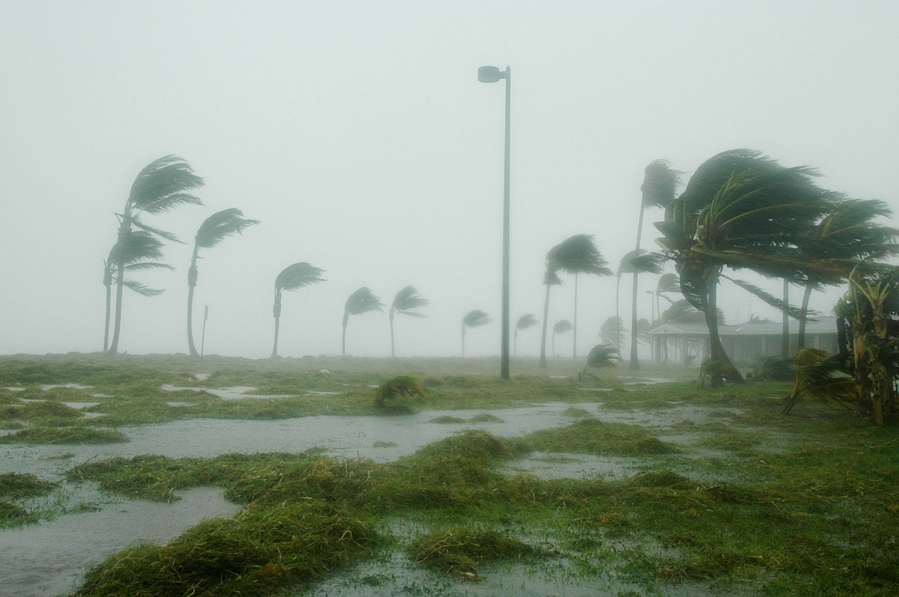 Pagrindinis Vakaras, Florida, Uraganas Dennis, Audra, Vėjas, Vėjuota, Lietus, Pavojingas, Kraštovaizdis, Delnus