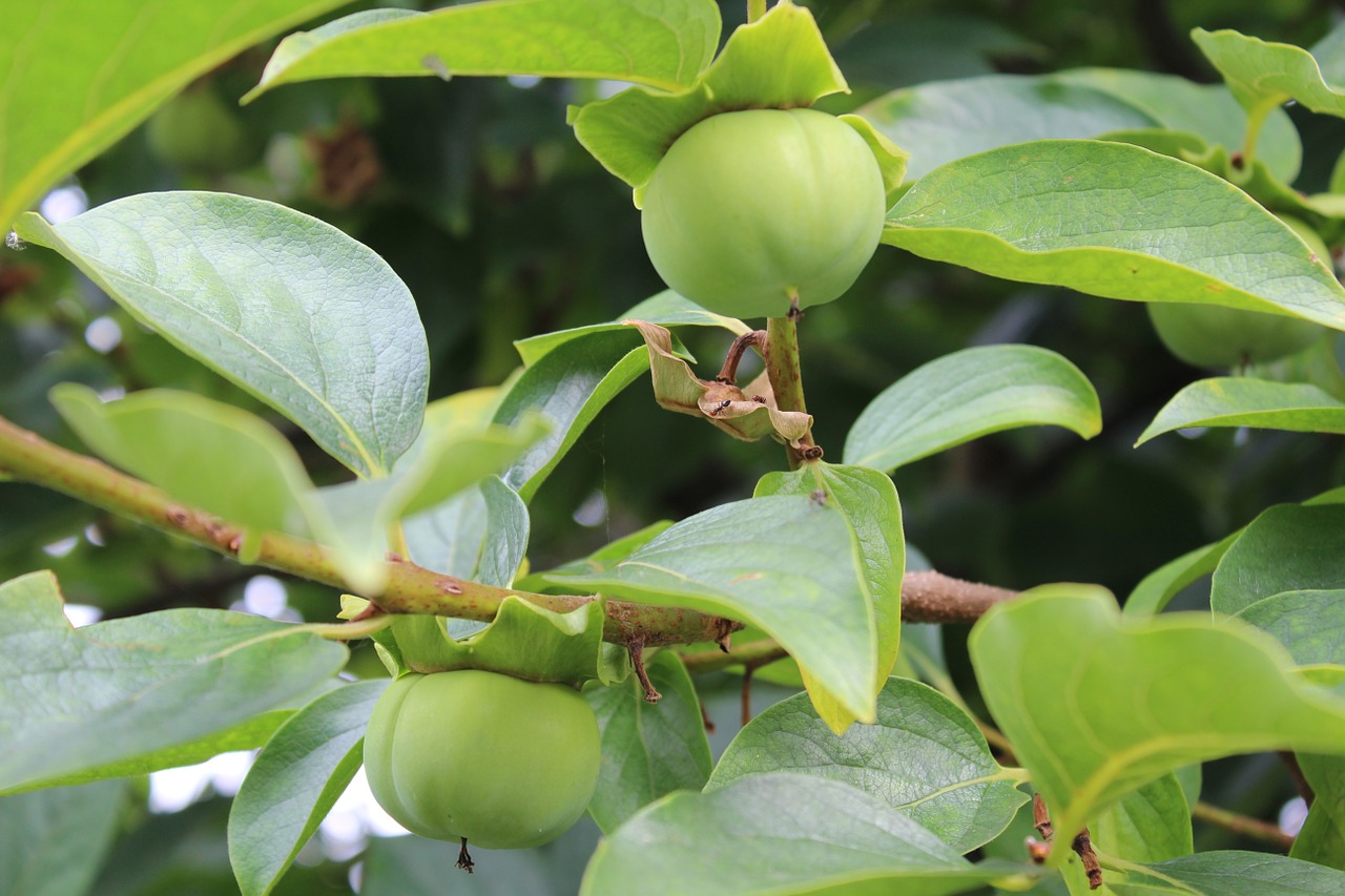 Khaki, Nesugriaunami Persikai, Rudens Vaisiai, Augalas, Vaisiai, Nemokamos Nuotraukos,  Nemokama Licenzija