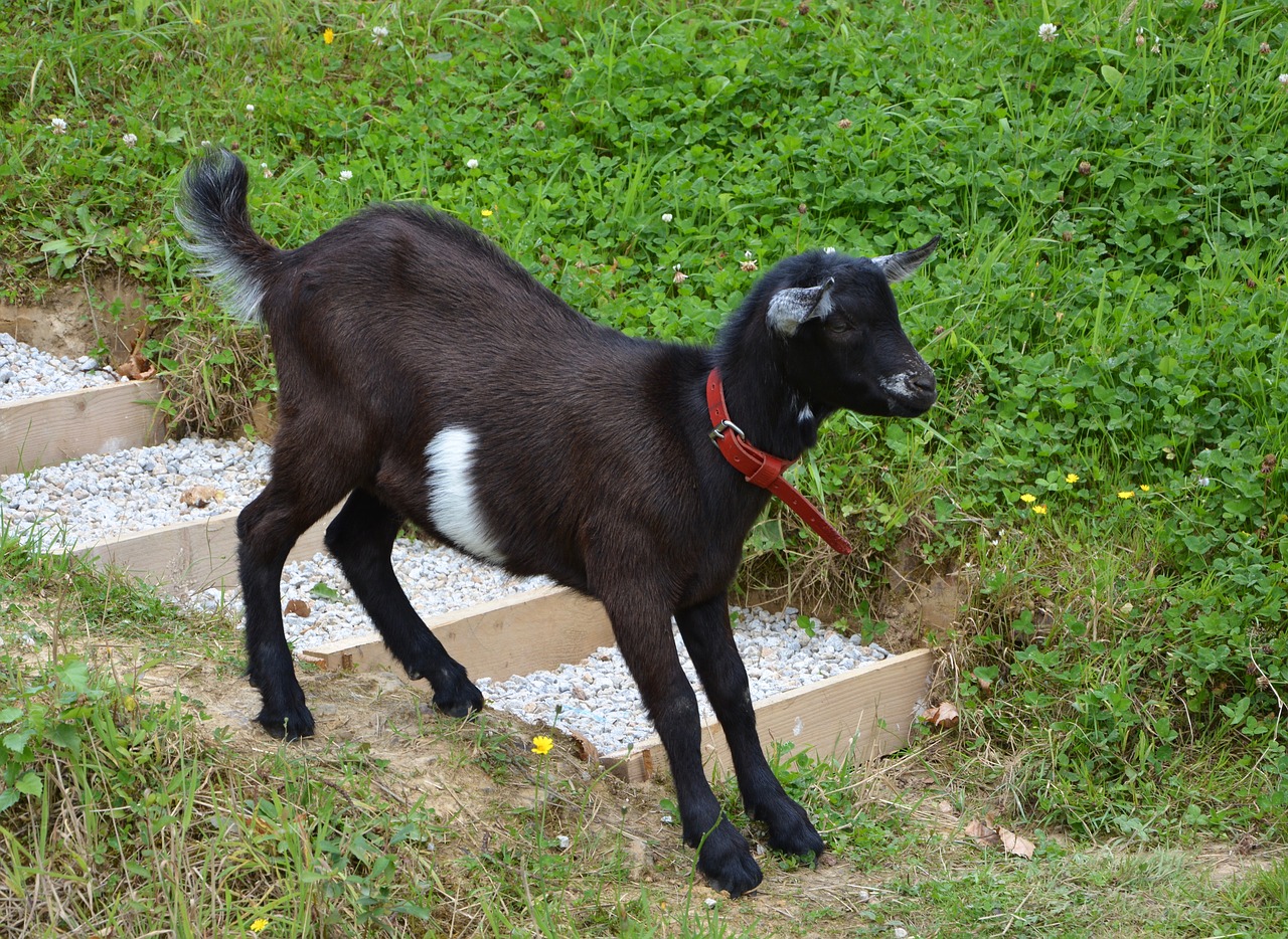 Vaikas, Ožka, Žemyn Laiptai, Jaunoji Ožka, Mielas, Pre, Juoda Balta, Gamta, Gyvūnas, Žolėdis