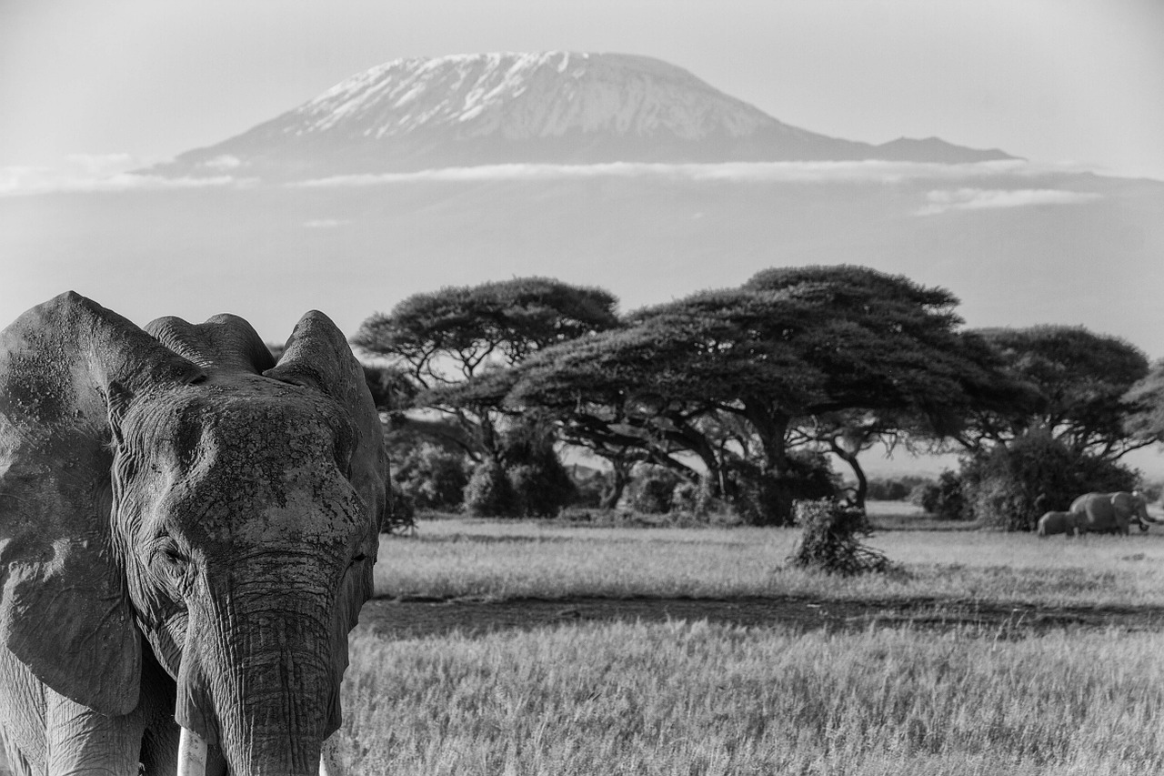 Kilimandžaras, Afrika, African Bush Dramblys, Dideli Penki, Dramblys, Kenya, Gamta, Rytų Afrika, Proboscidea, Žinduoliai