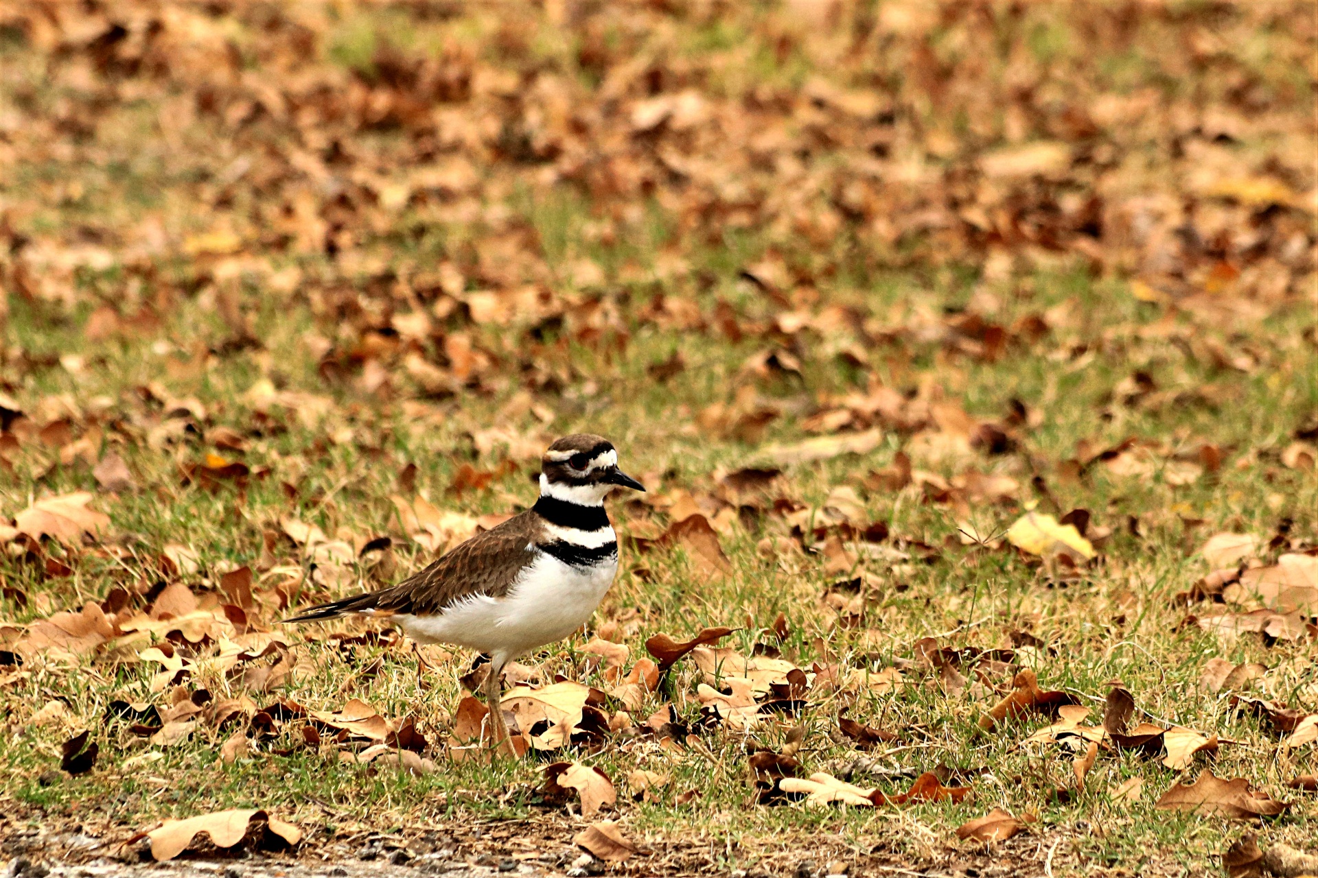 Gamta,  Laukinė Gamta,  Gyvūnai,  Paukščiai,  Killdeer,  Balta & Nbsp,  Krūtinė,  Juostelės,  Plunksnos,  Vaikščioti