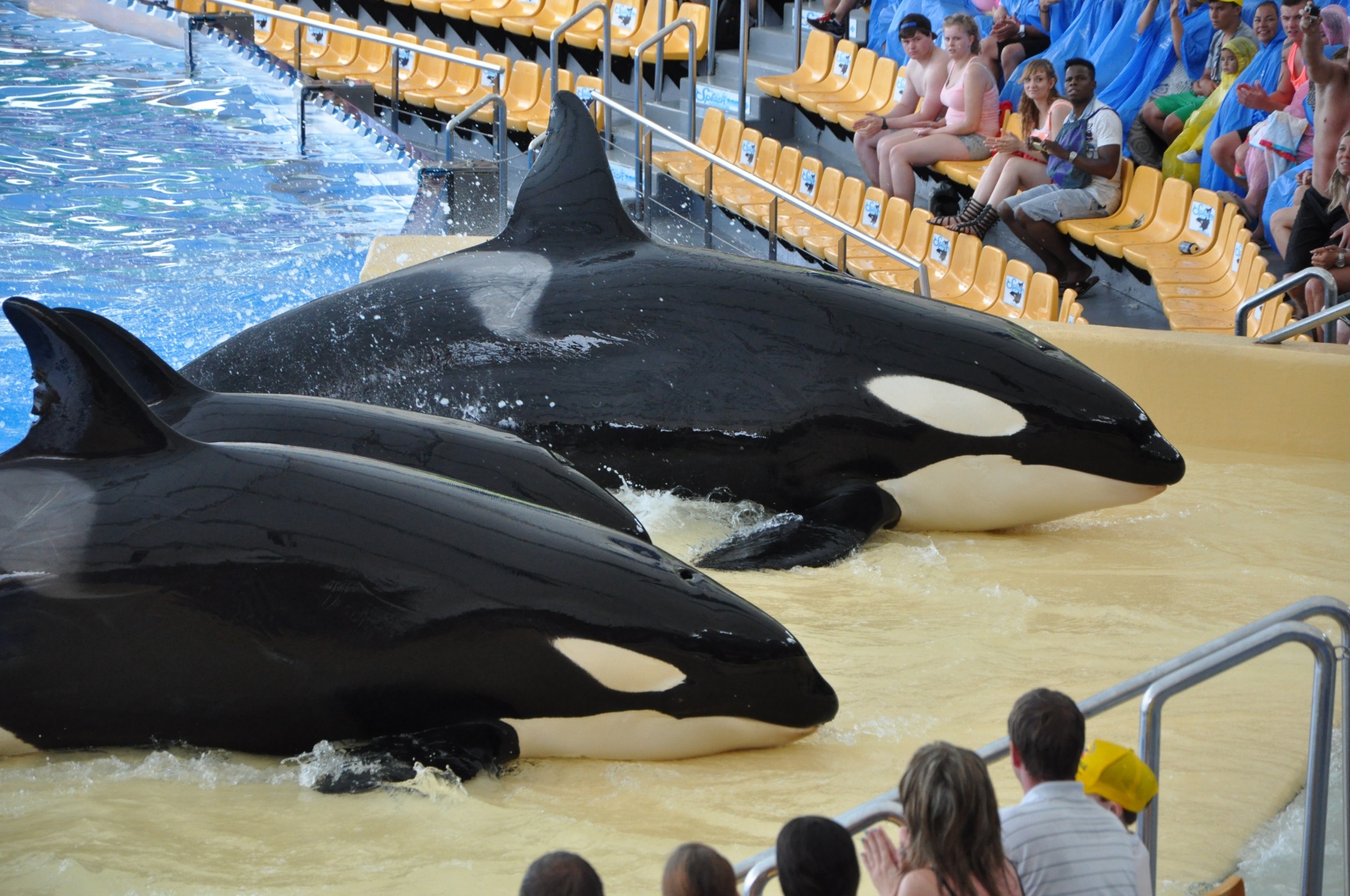 Žudikas & Nbsp,  Banginis,  Banginiai,  Orca,  Orcas,  Tenerifė,  Jūra,  Vandenynas,  Orkos,  Orca