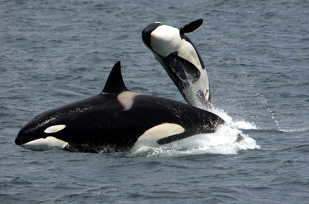 Žudikai, Orcas, Pažeidimas, Šokinėja, Gamta, Plėšrūnas, Vandenynas, Žinduolis, Gyvūnas, Jūra