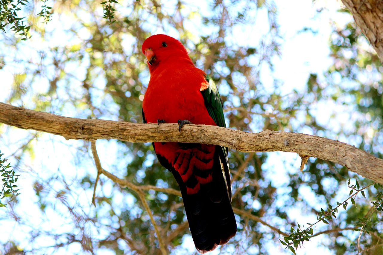 Karalius,  Parrot,  Alisterus,  Scapularis,  Egzempliorius,  Outback,  Australija,  Raudona,  Spalvinga,  Pobūdį