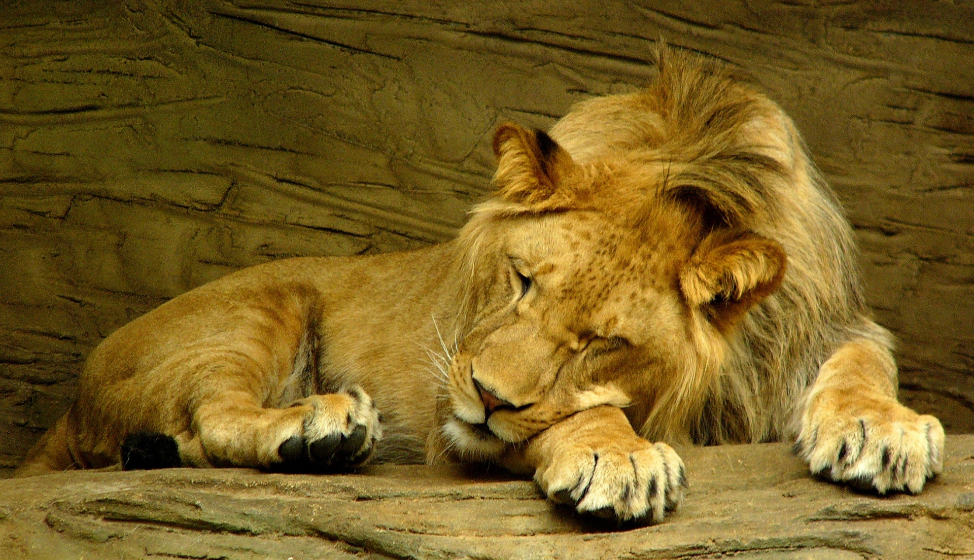 Liūtas,  Kačių,  Miega,  Pavargęs,  Mieguistas,  Didelis & Nbsp,  Katinas,  Karalius & Nbsp,  Džiunglės,  Patinas
