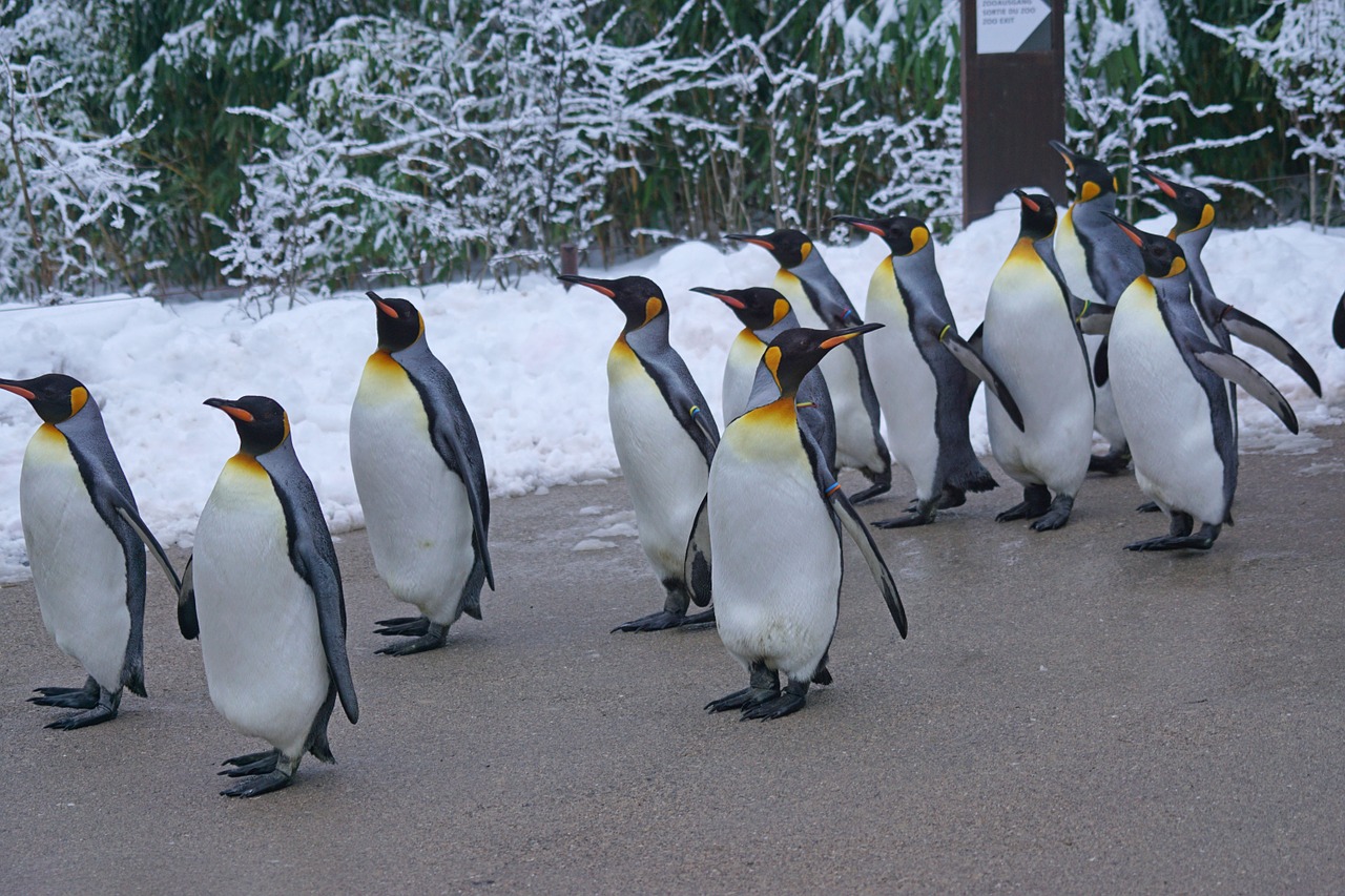 Karališkasis Pingvinas, Vaikščioti, Pingvino Paradas, Zoologijos Sodas, Žiema, Sniegas, Šaltas, Gyvūnas, Nemokamos Nuotraukos,  Nemokama Licenzija