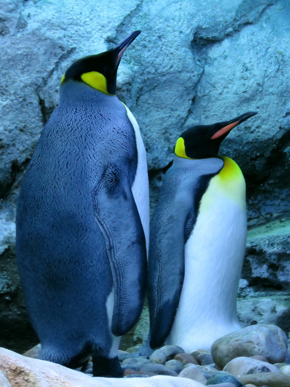 Karališkasis Pingvinas, Pingvinas, Kalgario Zoologijos Sodas, Nemokamos Nuotraukos,  Nemokama Licenzija