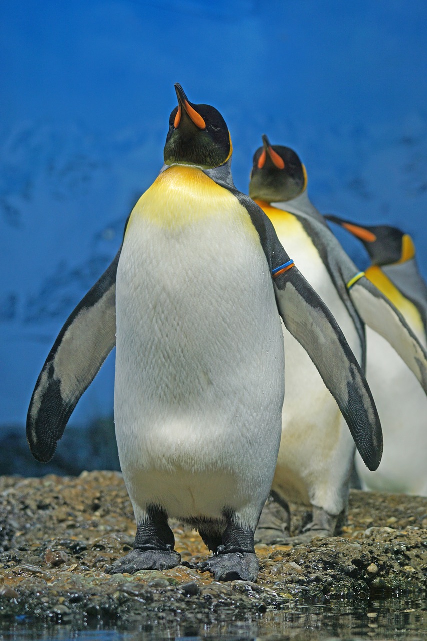 Karališkasis Pingvinas, Pingvinas, Krūvos, Pingvino Juosta, Paukštis, Vandens Paukštis, Grupė, Gyvūnas, Laukinės Gamtos Fotografija, Zoologijos Sodas