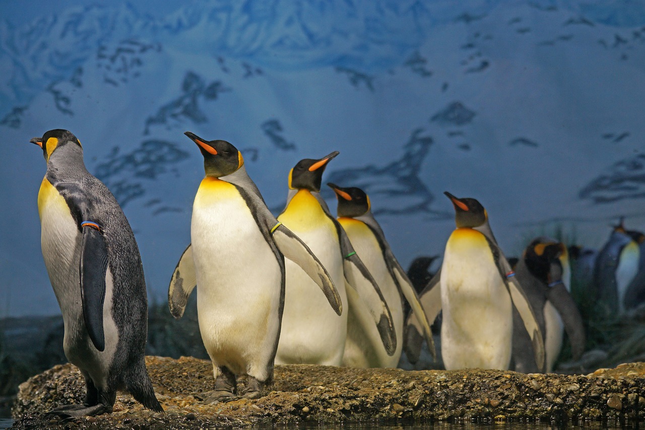 Karališkasis Pingvinas, Pingvinas, Krūvos, Pingvino Juosta, Paukštis, Vandens Paukštis, Grupė, Gyvūnas, Laukinės Gamtos Fotografija, Zoologijos Sodas